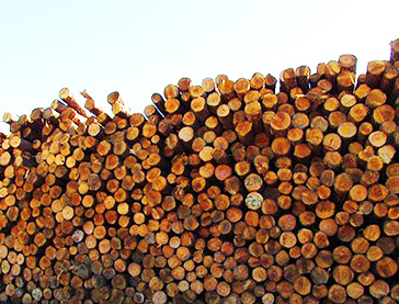 Large Pile of Lumber