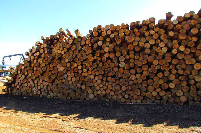 Seasonal Timber